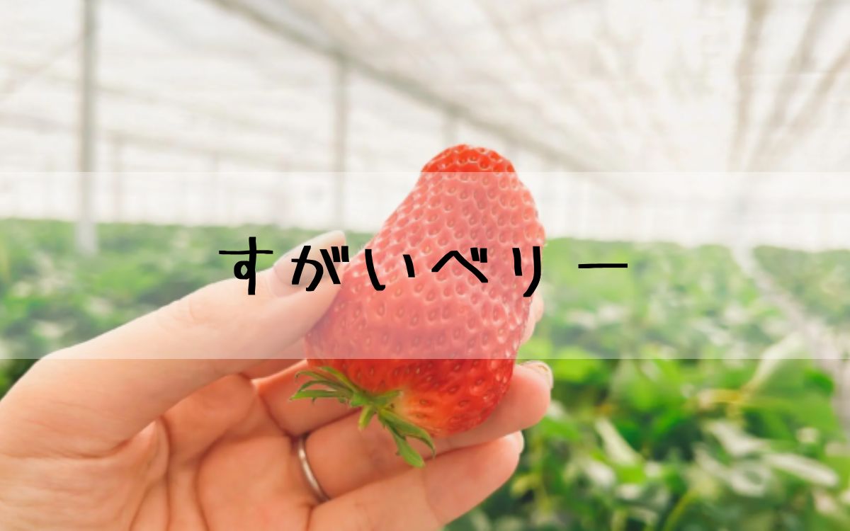 すがいベリー