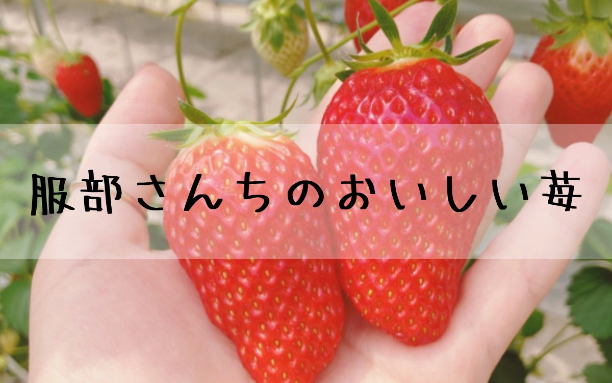 服部さんちのおいしい苺